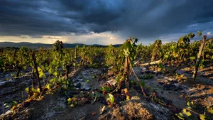 Ardèche : le préfet réunit lundi les acteurs locaux après l&rsquo;orage de grêle