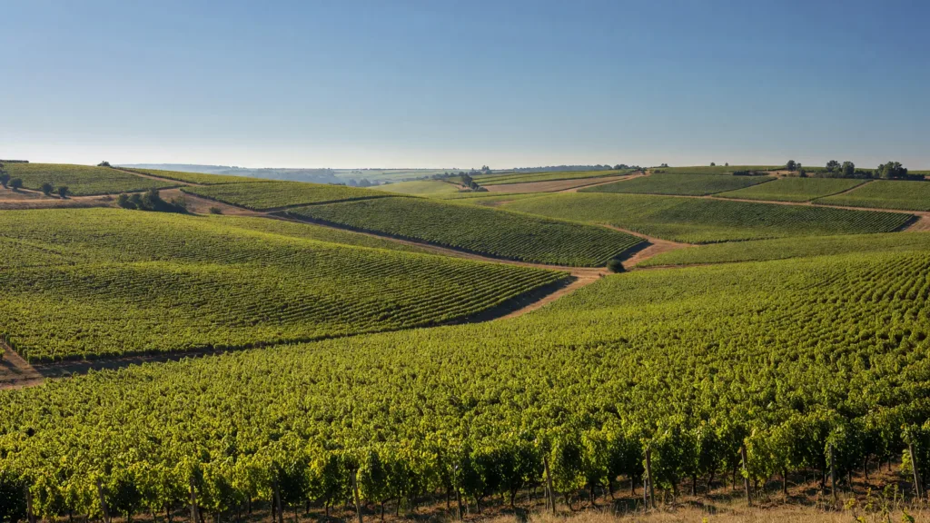 Aube : une coopérative champenoise déjà prête pour la canicule de 2050
