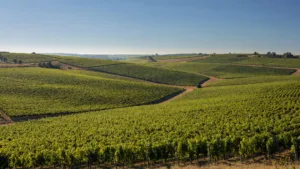 Aube : une coopérative champenoise déjà prête pour la canicule de 2050