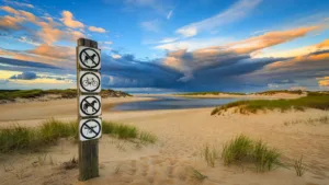 Baie d’Audierne : contrôles renforcés pour protéger le Gravelot à collier interrompu
