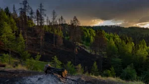 Ban-de-Laveline : un incendie de forêt de 3 000 m² maîtrisé, le maire dénonce l&rsquo;inconscience