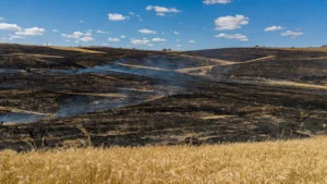 Beugnon-Thireuil : 17 hectares de cultures partis en fumée samedi