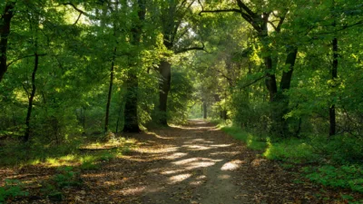 Bois de Boulogne : un suspect de 24 ans écroué après un départ de feu