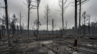 Brenne : le député Jolivet propose une souscription nationale pour les forêts