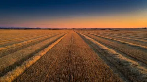 Calvados : le préfet lève les restrictions sur les moissons agricoles