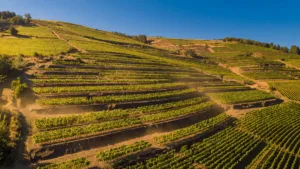 Canicule dans le Rhône : les vignerons de Côte-Rôtie et Condrieu adaptent leurs vendanges