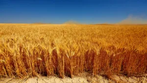 Canicule : la Marne en vigilance orange dès vendredi 12h