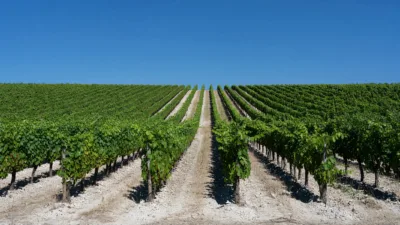 Chablis : seulement 1 mm de pluie depuis le 1er juillet, les vignes en crise