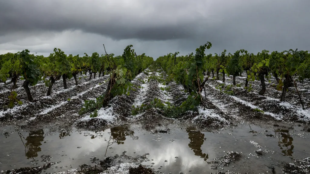 Charente : orage supercellulaire et grêlons géants dévastent les vignobles