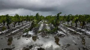 Charente : orage supercellulaire et grêlons géants dévastent les vignobles