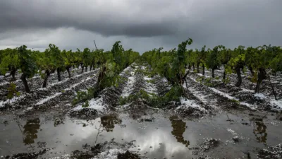 Charente : orage supercellulaire et grêlons géants dévastent les vignobles