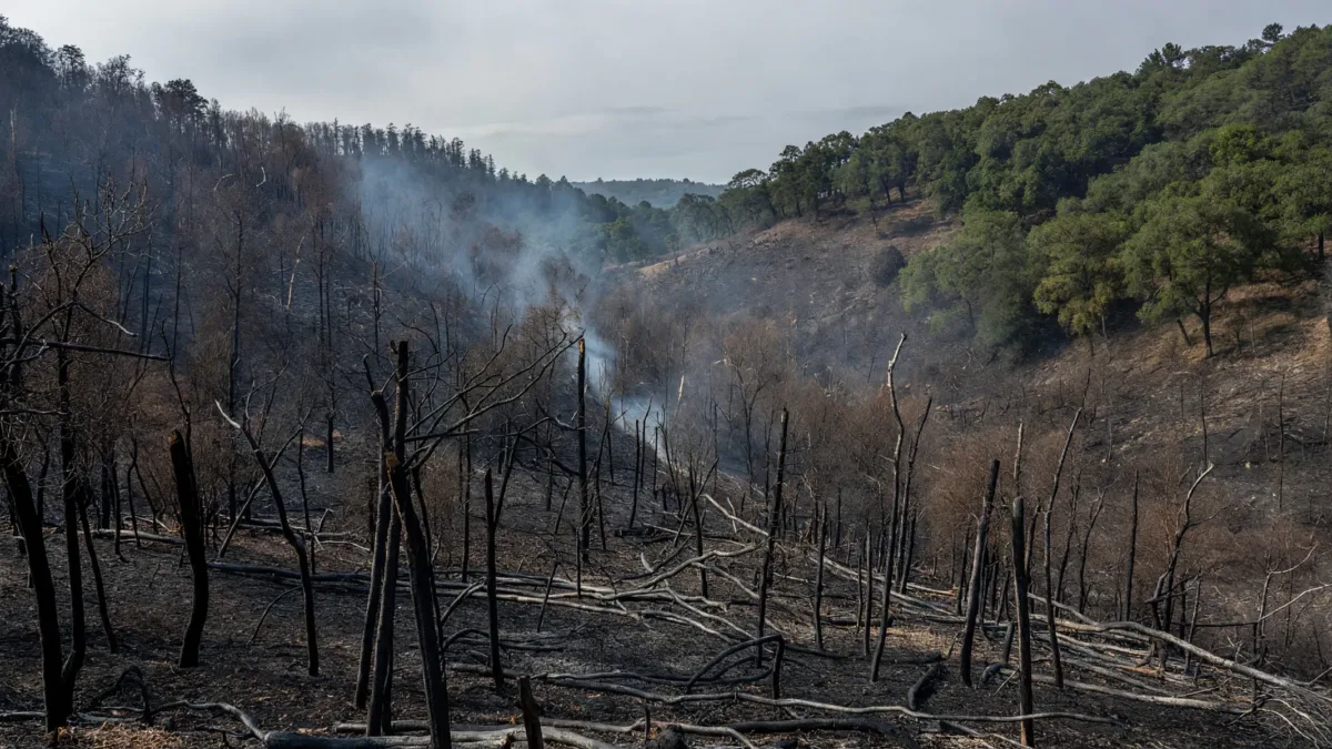 Chaumeil : six hectares de forêt détruits par l&rsquo;incendie de Masmichel