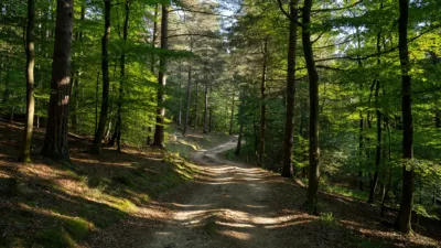 Clavières : près de 200 coureurs à La Forestière de la Margeride