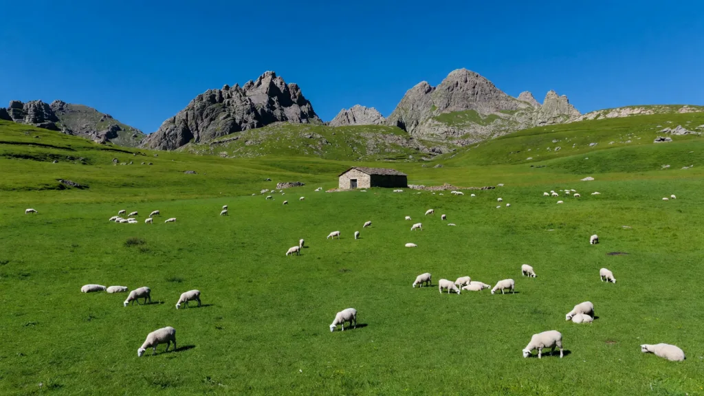 Corte : charte des estives et maintenance routière au menu du Comité de Massif