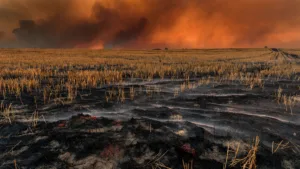 Deux-Sèvres : 25 hectares partent en fumée lors d&rsquo;une journée de canicule