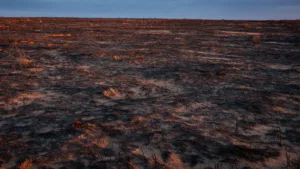 Deux-Sèvres : 565 hectares brûlés depuis juillet, 9 feux sur 10 d&rsquo;origine humaine