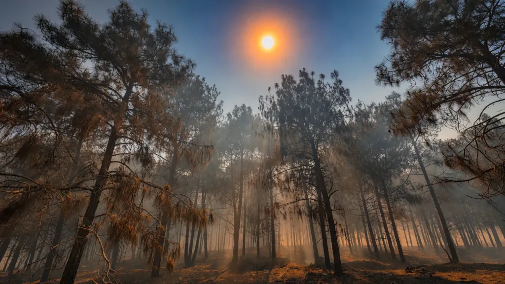 Drôme : 68 communes en alerte rouge feu de forêt, restrictions strictes ce 2 juillet