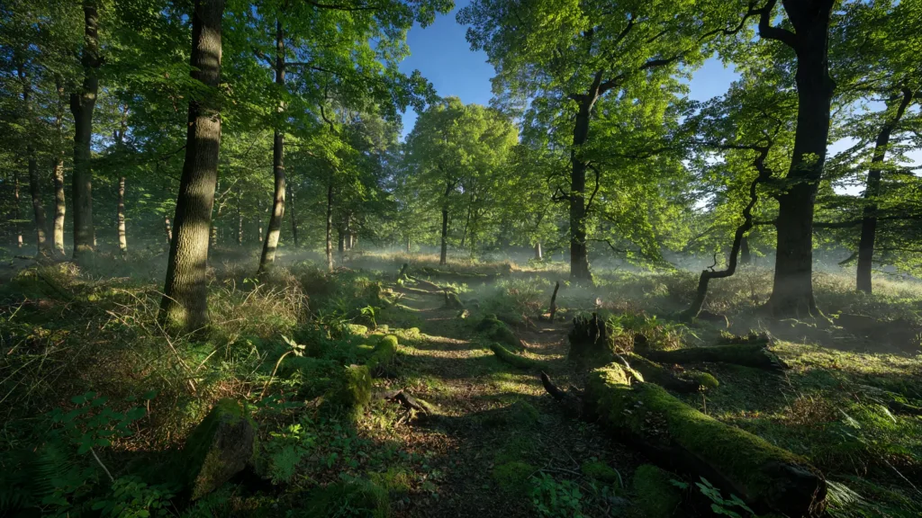Elbeuf : une forêt interdite au public pendant 30 ans ? Ce qu'il faut savoir