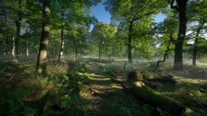 Elbeuf : une forêt interdite au public pendant 30 ans ? Ce qu&rsquo;il faut savoir