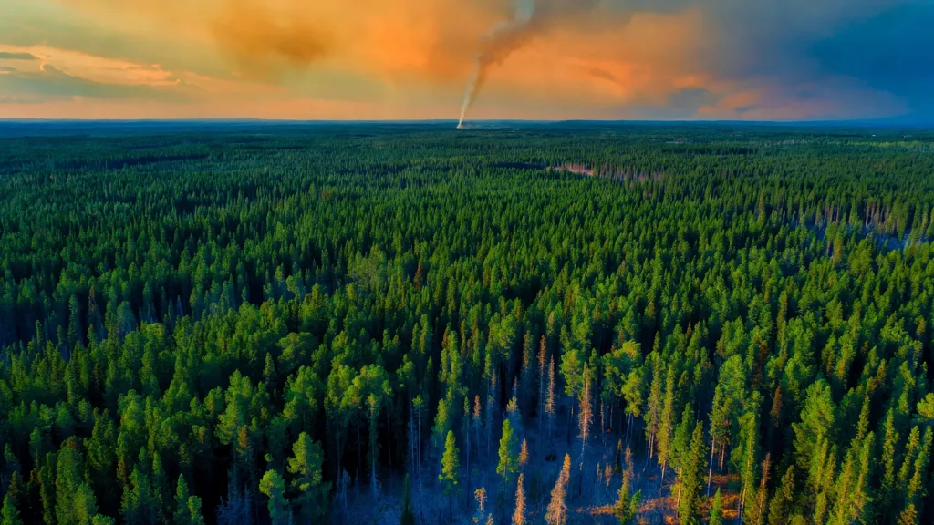 Feux de forêt au Canada : 796 foyers actifs, dont 60 hors de contrôle