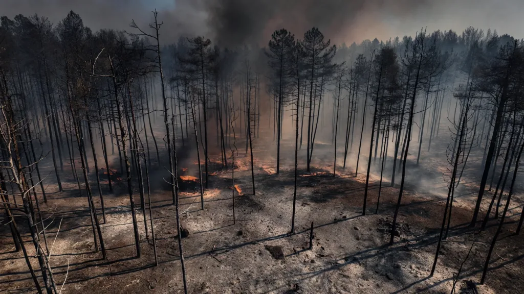 Fontainebleau : 2050 ha brûlés, feux fixés, Macron promet la fermeté