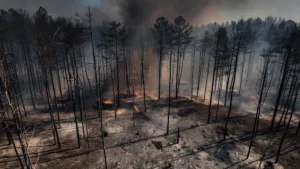 Fontainebleau : 2050 ha brûlés, feux fixés, Macron promet la fermeté