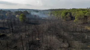 Fontainebleau : 2050 hectares brûlés, Macron alerte sur une saison inédite