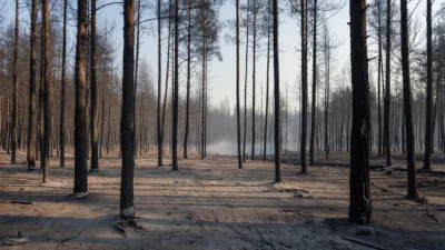 Fontainebleau : « on a tous chialé en arrivant » face aux 2 050 ha calcinés