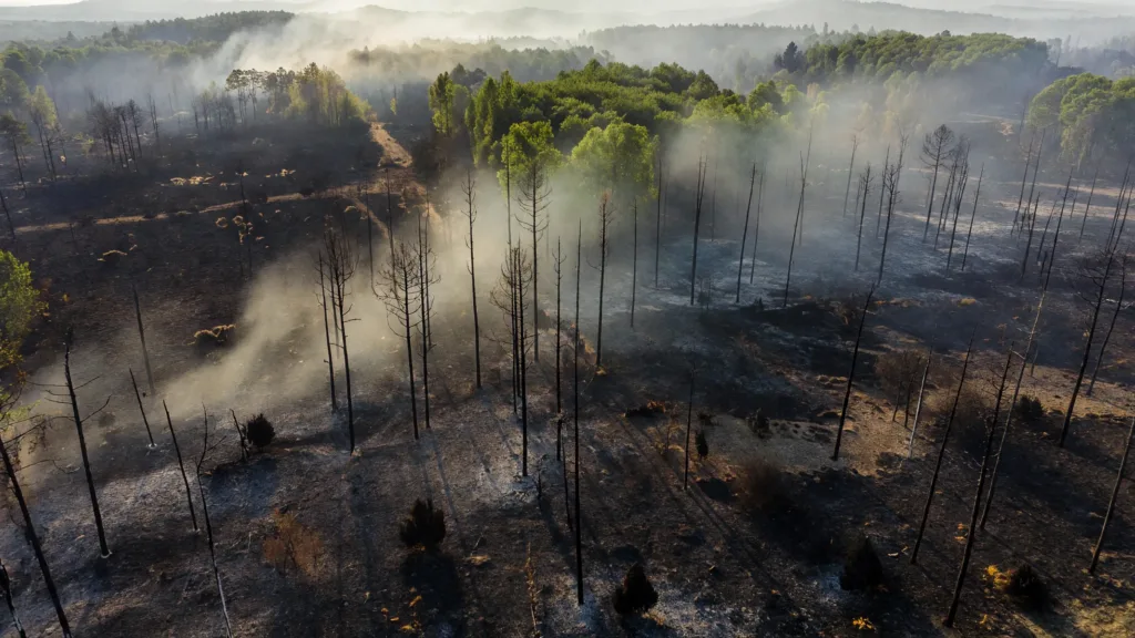 Fontainebleau : un pompier volontaire avoue avoir allumé le feu