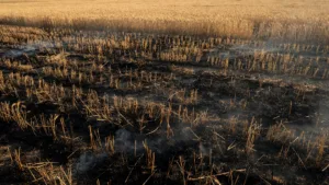 Freneuse : 2 hectares détruits par un feu de chaumes, 35 pompiers mobilisés