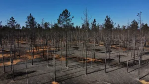Gironde : 84 000 habitants autorisés à rentrer, le mégafeu stabilisé