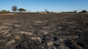 Graçay : 12 hectares de chaumes et broussailles brûlés, incendie maîtrisé