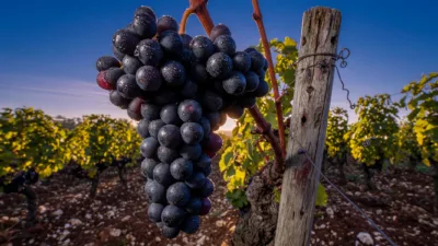 Guide Michelin : 62 domaines de Bourgogne récompensés par les Grappes