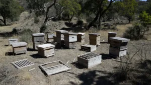 Haute-Corse : 240 ruches volées en Castagniccia, enquête ouverte