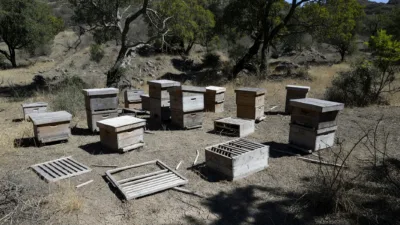 Haute-Corse : 240 ruches volées en Castagniccia, enquête ouverte