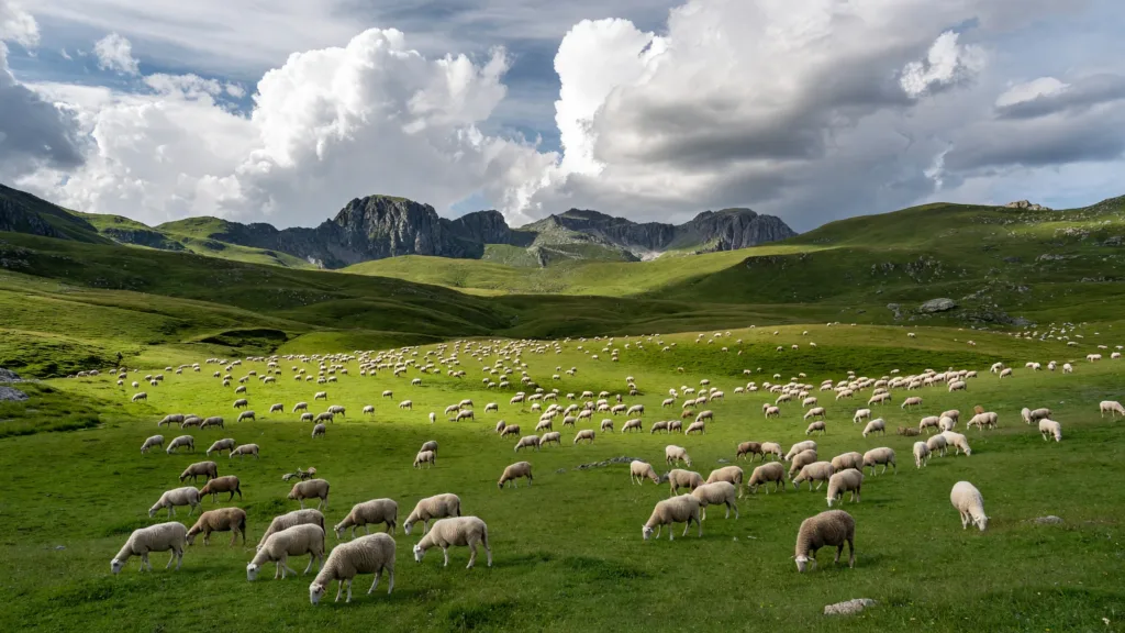 Hautes-Pyrénées : 8 foyers de fièvre catarrhale confirmés, vaccination en estive