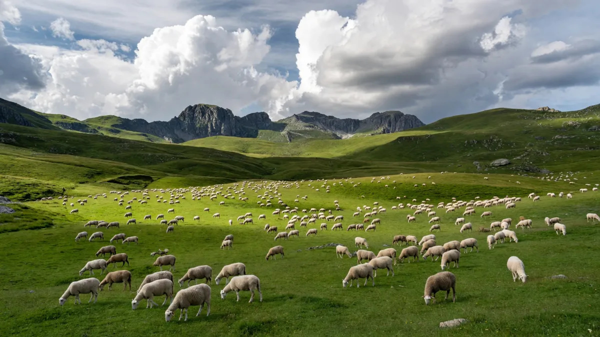 Hautes-Pyrénées : 8 foyers de fièvre catarrhale confirmés, vaccination en estive