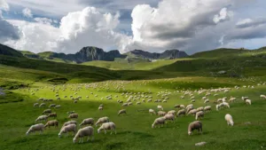 Hautes-Pyrénées : 8 foyers de fièvre catarrhale confirmés, vaccination en estive