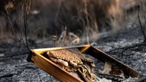 Ille-sur-Têt : le maire dresse le bilan des pertes après l'incendie