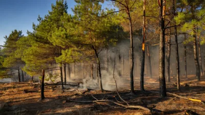 Incendie en forêt de Rennes : 21 pompiers mobilisés à Liffré
