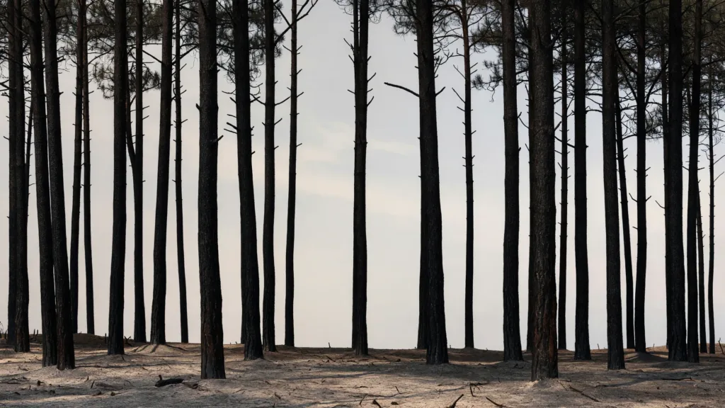 Incendies en Gironde : un commandant nivernais projeté en renfort à Lacanau