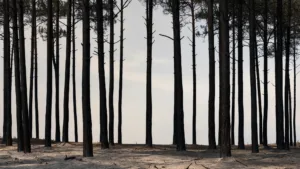 Incendies en Gironde : un commandant nivernais projeté en renfort à Lacanau
