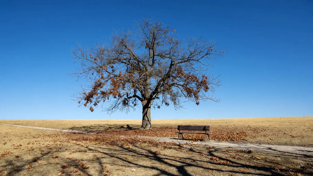 Indre : les arbres perdent leurs feuilles en juillet à cause de la canicule