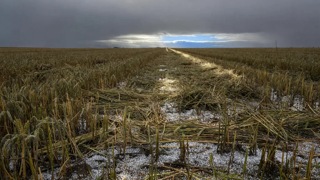 Intempéries dans le Nord : réunion de crise à Crèvecœur-sur-l'Escaut face aux lourdes pertes agricoles
