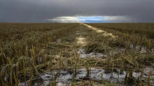 Intempéries dans le Nord : réunion de crise à Crèvecœur-sur-l&rsquo;Escaut face aux lourdes pertes agricoles