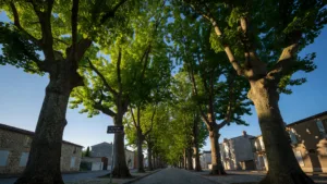 Jouy : six tilleuls sauvés par des militants perchés dans les branches