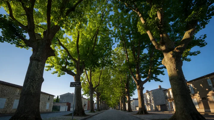 Jouy : six tilleuls sauvés par des militants perchés dans les branches