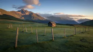 La Thuile : 14 brebis et agneaux tués par des loups en trois jours
