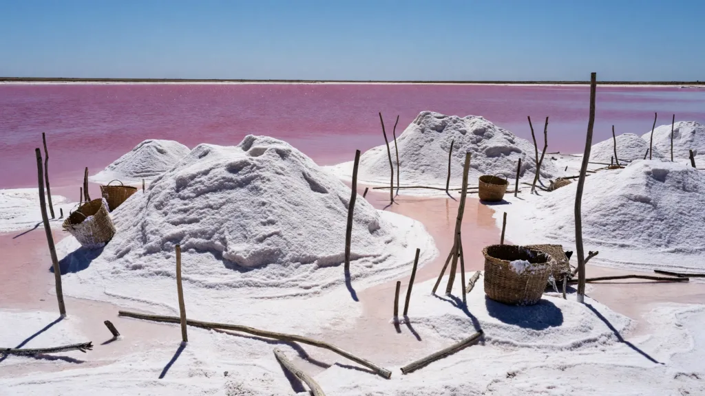 Le Lac Rose du Sénégal retrouve sa couleur et ses récolteurs de sel