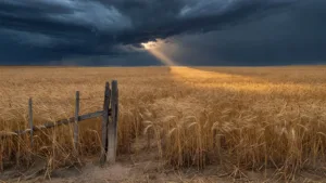 Loi d&rsquo;urgence agricole : le Sénat impose son texte, l&rsquo;Assemblée en embuscade